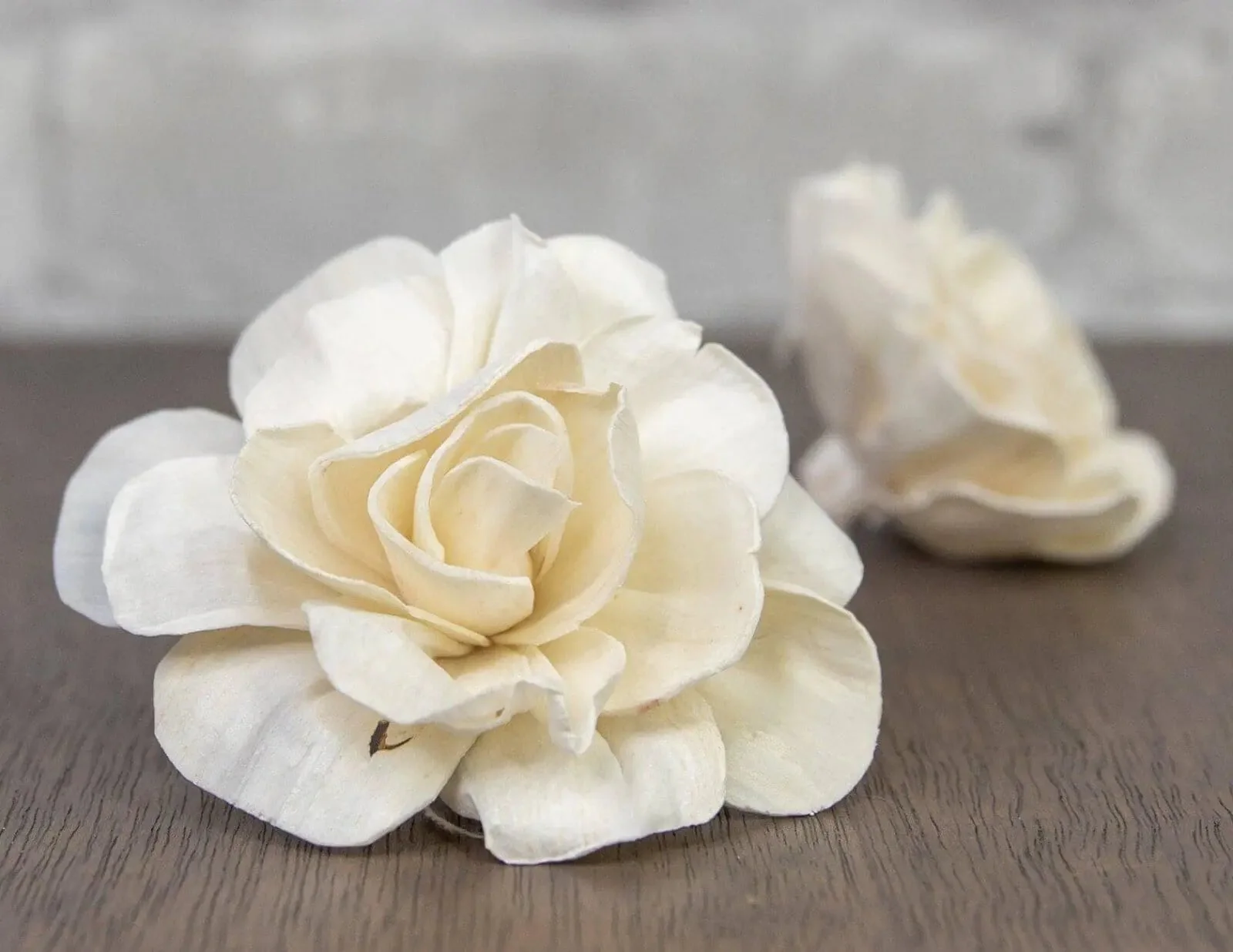 2" Belmont Gardenia (10 Pack)