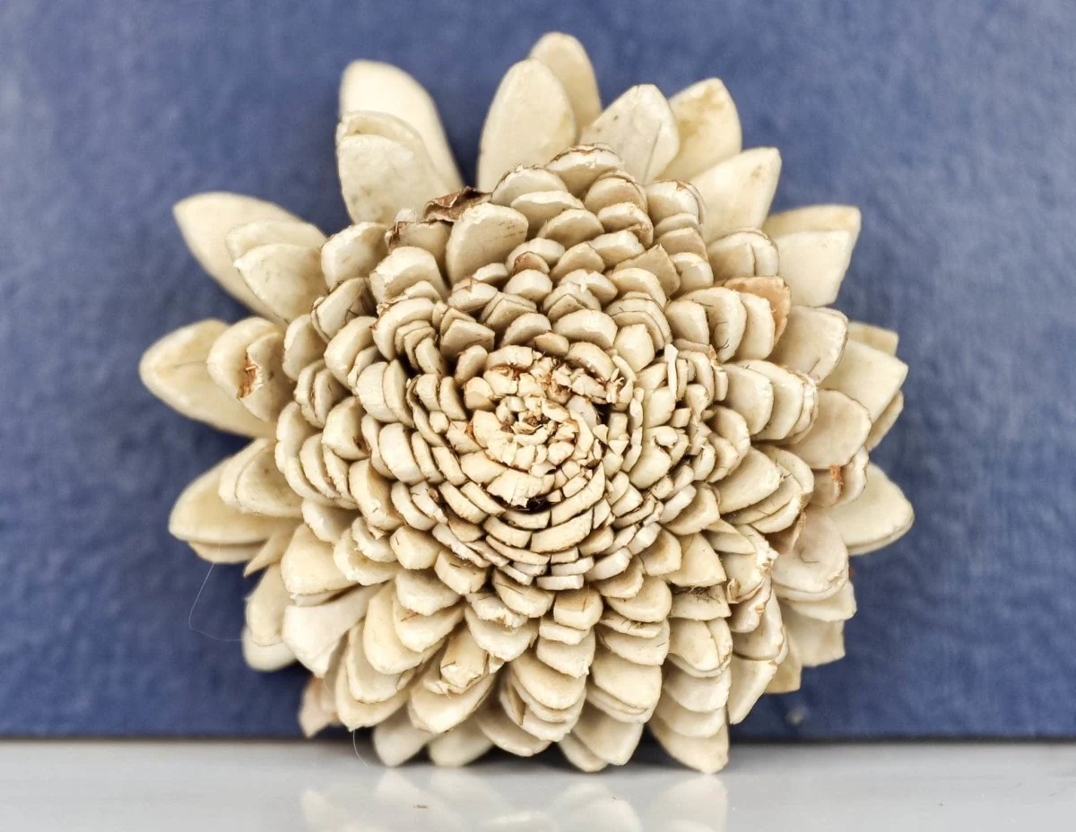 3" Bark Zinnia (200 Pack) - Image 2