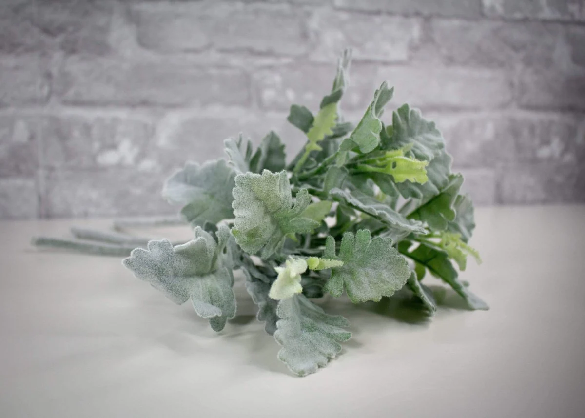 Dusty Miller Pick (Grey Green) - Sample