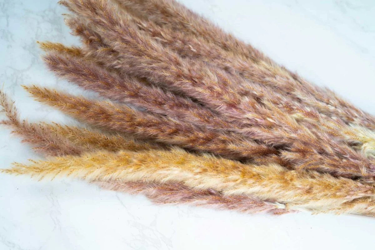 Mini Pampas - Natural - Image 2