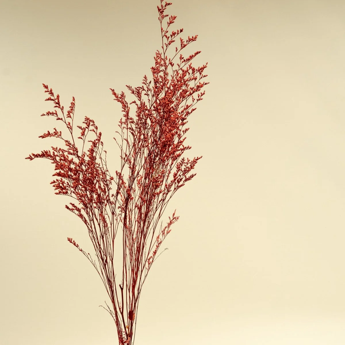 Preserved Caspia - Red