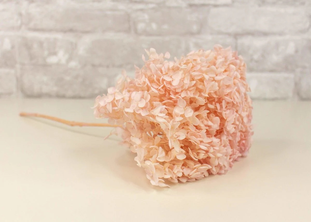 Preserved Hydrangea - Blush