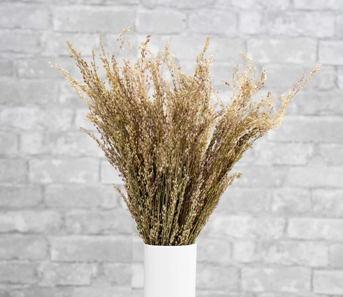 Star Grass